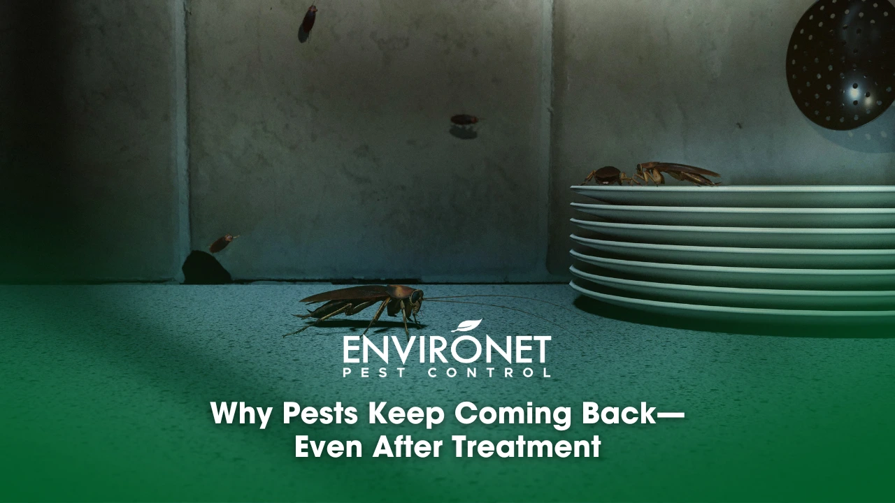 Why Pests Keep Coming Back—Even After Treatment pests keep coming back - cockroaches