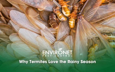 Why Termites Love the Rainy Season