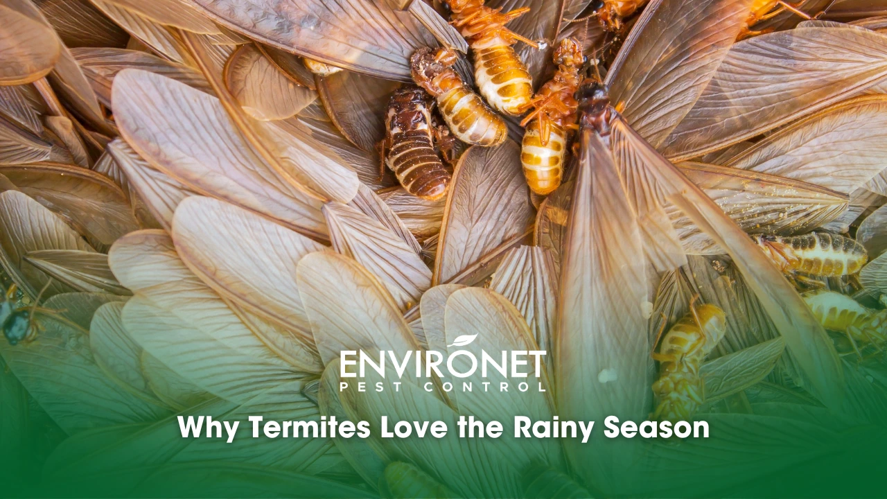 Why Termites Love the Rainy Season winged-termites