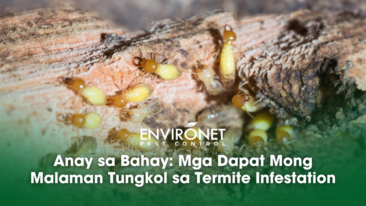 Anay sa Bahay Mga Dapat Mong Malaman Tungkol sa Termite Infestation anay sa bahay