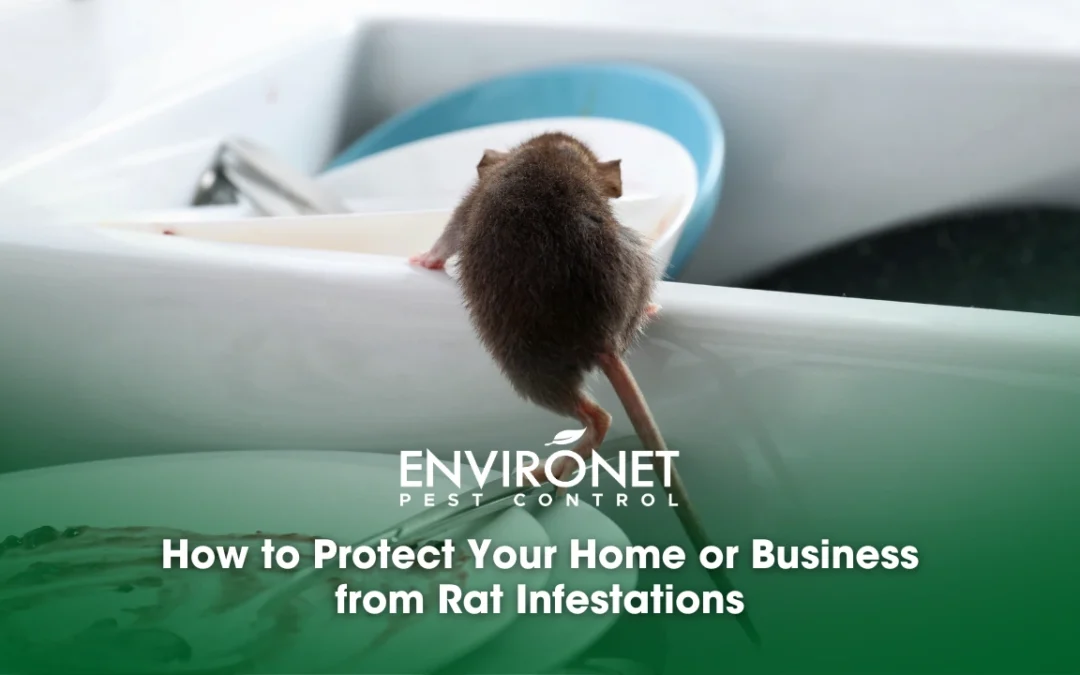 How to Protect Your Home or Business from Rat Infestations