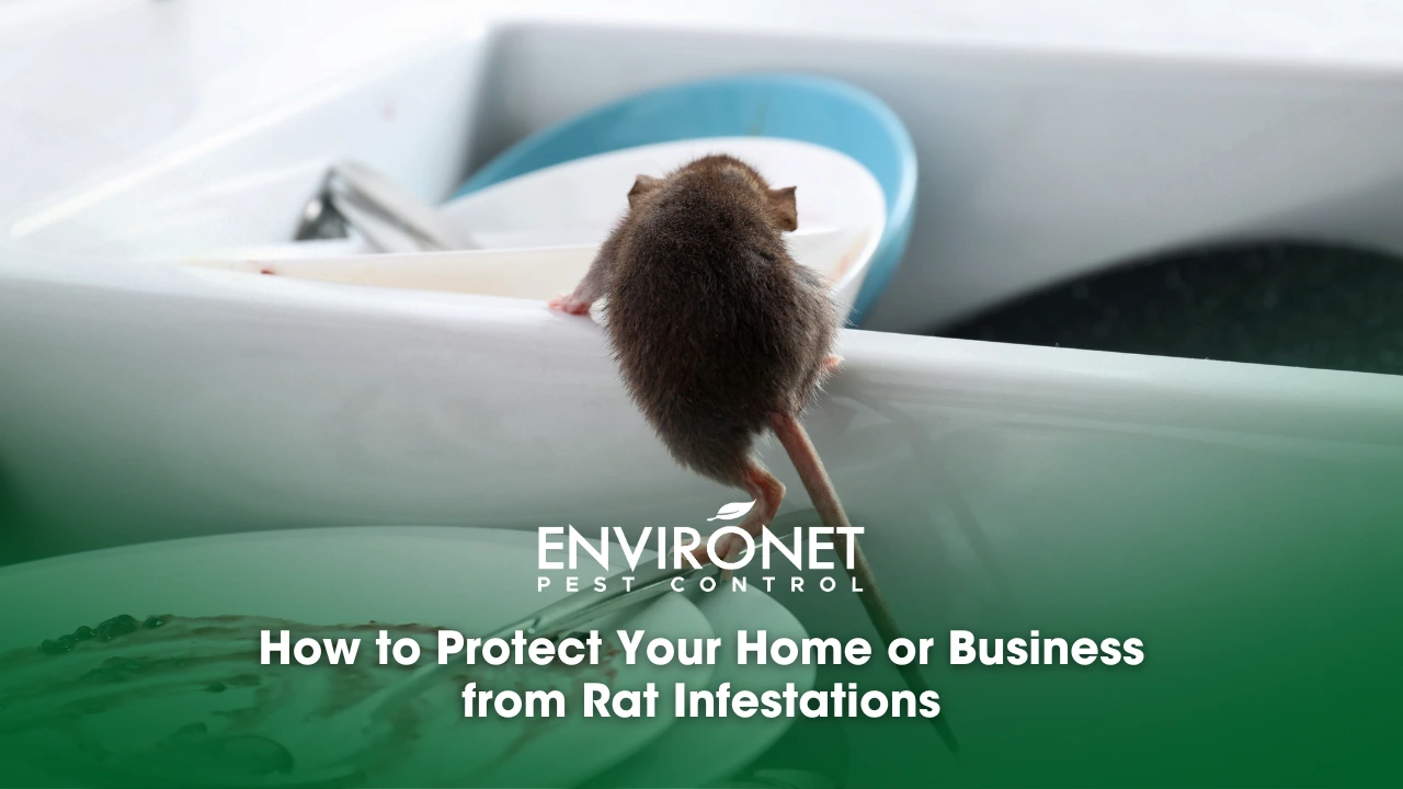 Image illustrating methods to safeguard homes and businesses from rat exposure and its health risks.  