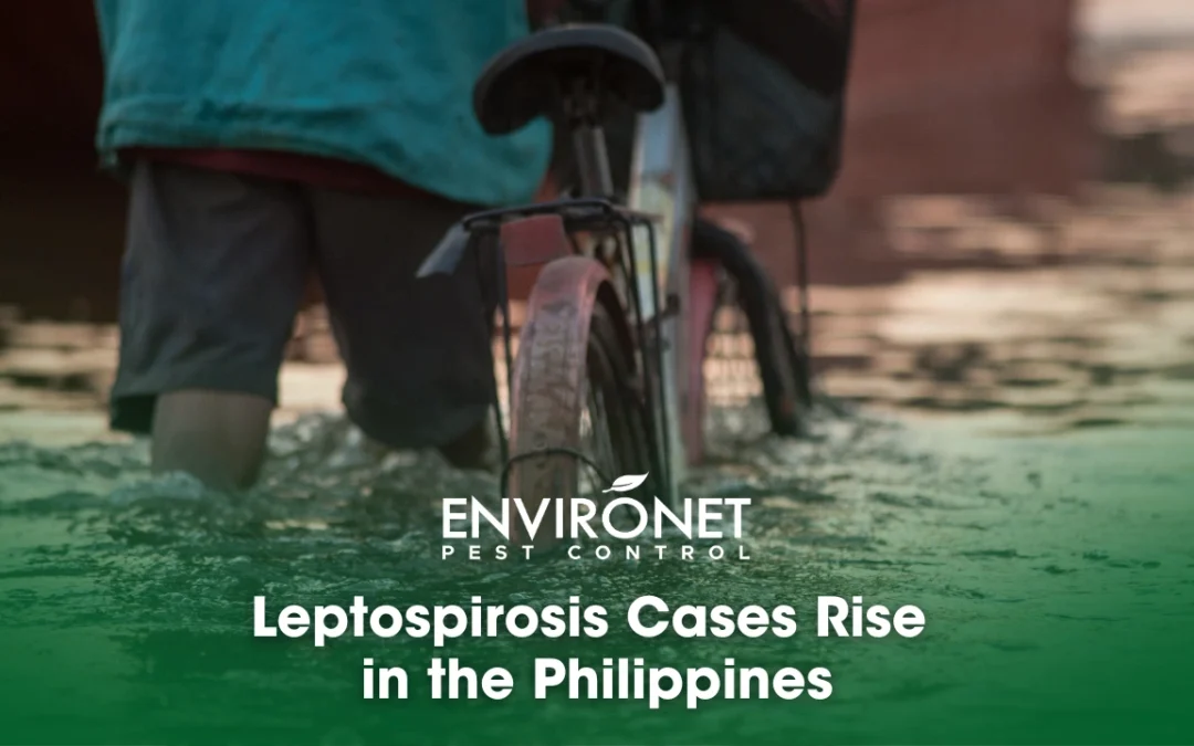 Leptospirosis Cases Rise in the Philippines
