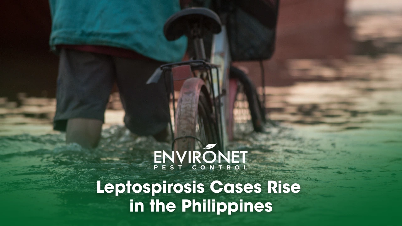 Leptospirosis Cases Rise in the Philippines Man with his bike walking in a flood