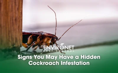 Signs You May Have a Hidden Cockroach Infestation