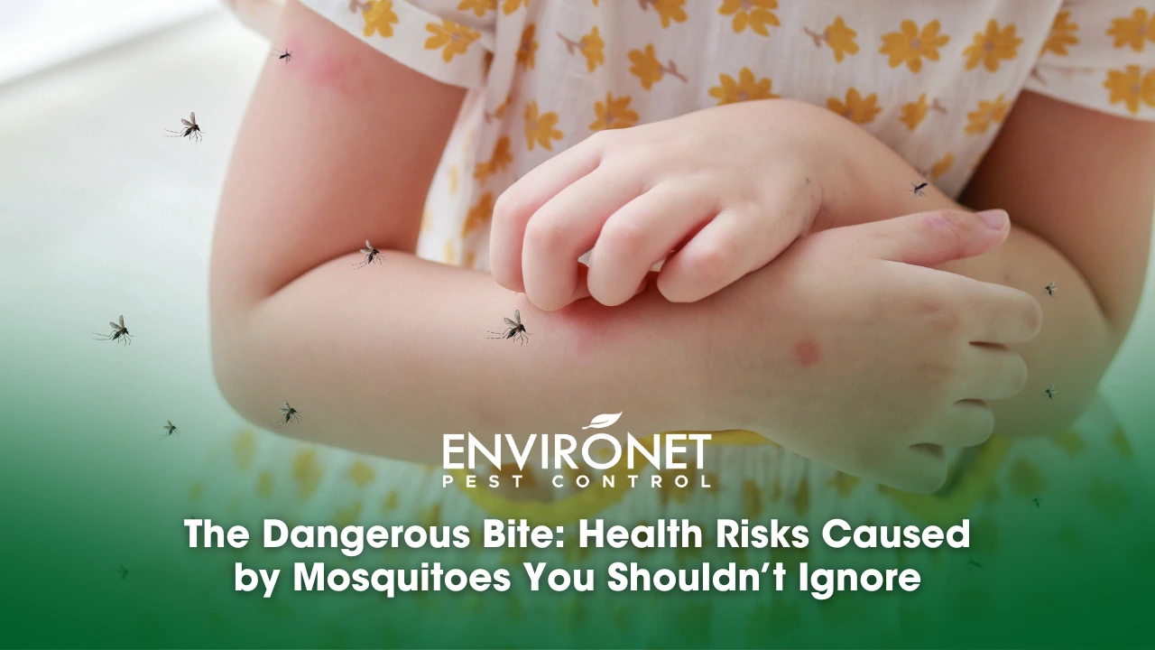 The Dangerous Bite Health Risks Caused by Mosquitoes You Shouldn’t Ignore Visual representation of mosquito bites and associated health risks, urging attention to their potential dangers.
