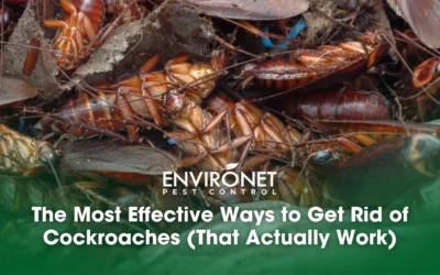 The Most Effective Ways to Get Rid of Cockroaches (That Actually Work)