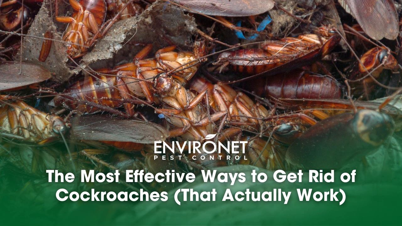 dead cockroaches