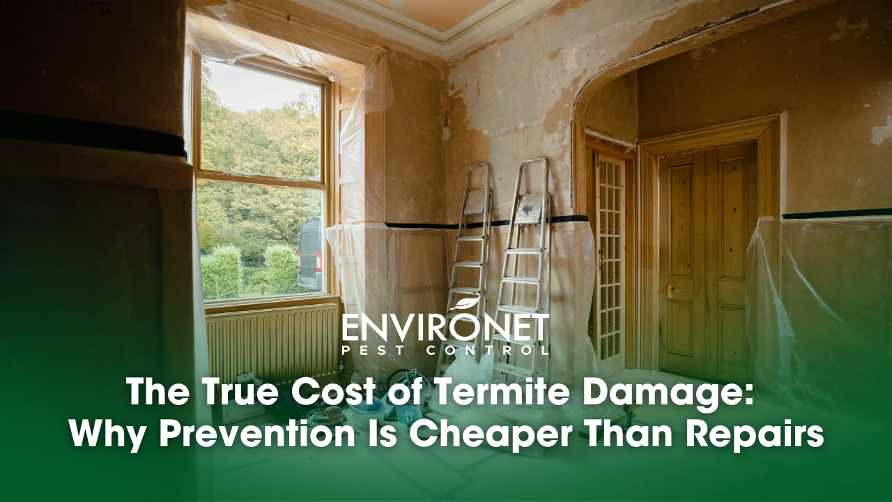 The True Cost of Termite Damage Why Prevention Is Cheaper Than Repairs cost of termite damage - renovation