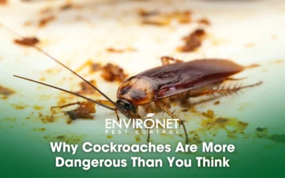 Why Cockroaches Are More Dangerous Than You Think