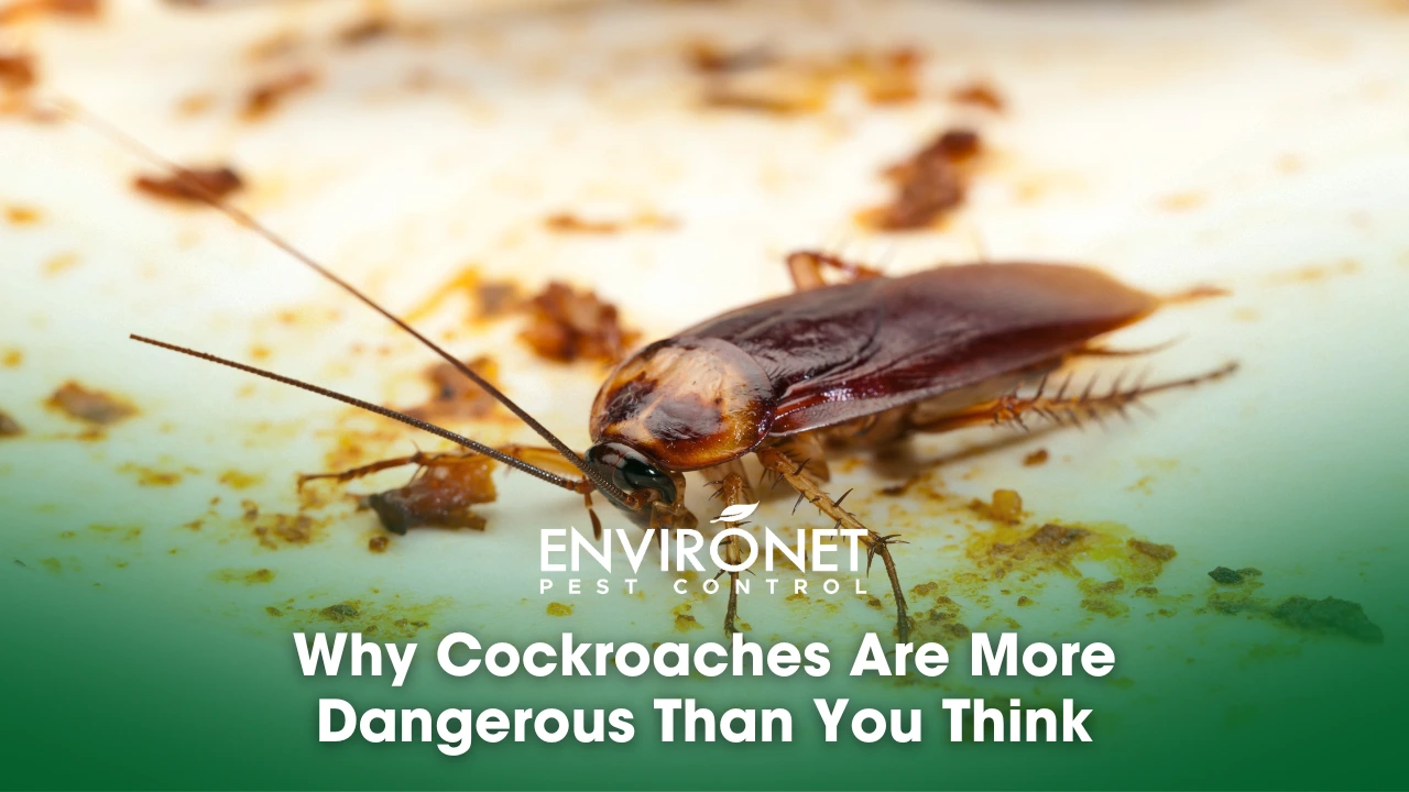 A cockroach on a dirty plate