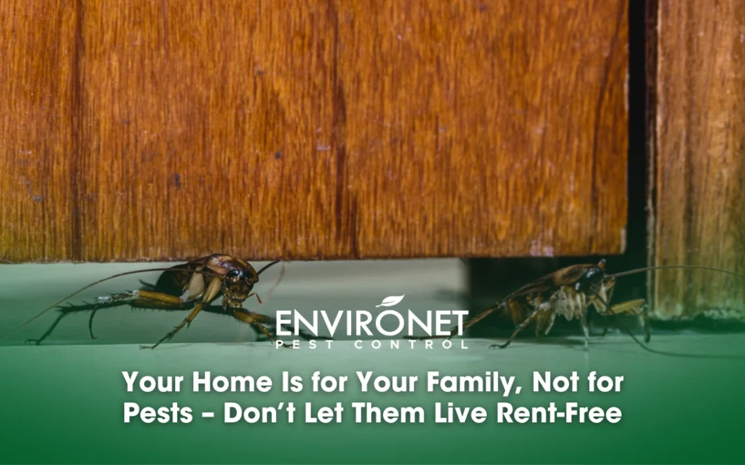 Your Home Is for Your Family, Not for Pests – Don’t Let Them Live Rent-Free