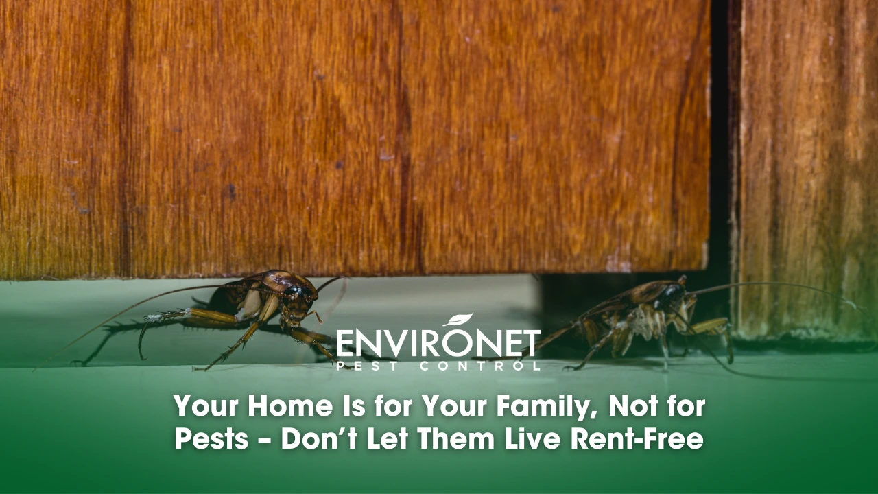Your Home Is for Your Family, Not for Pests – Don’t Let Them Live Rent-Free An infested scene highlighting the importance of keeping homes pest-free for a healthy environment.