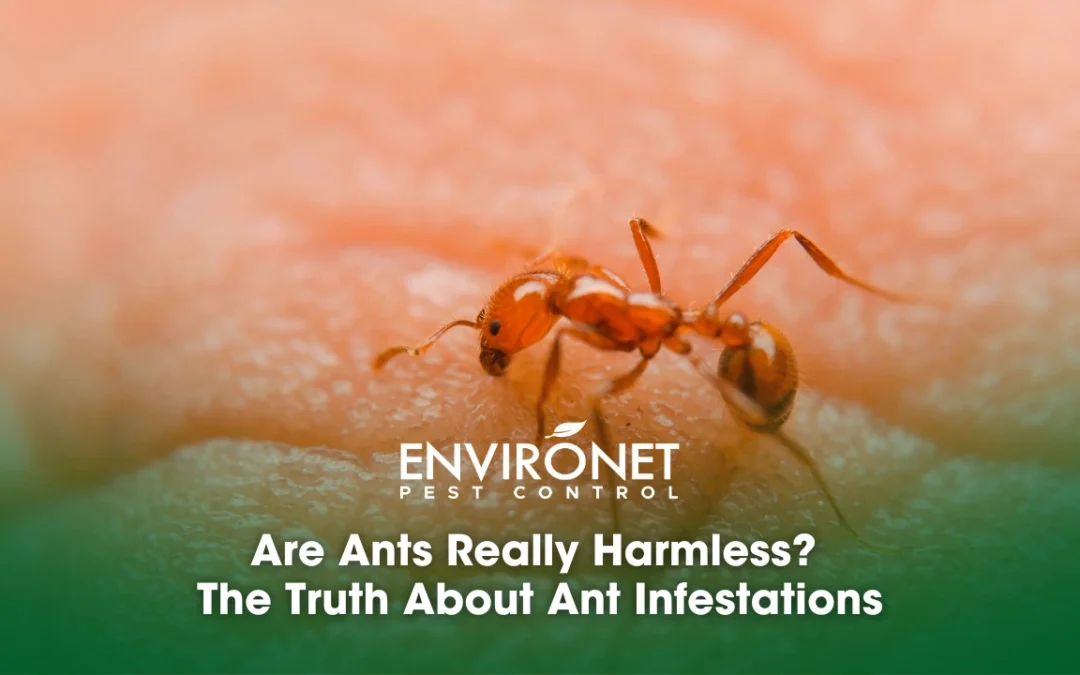 Are Ants Really Harmless? The Truth About Ant Infestations