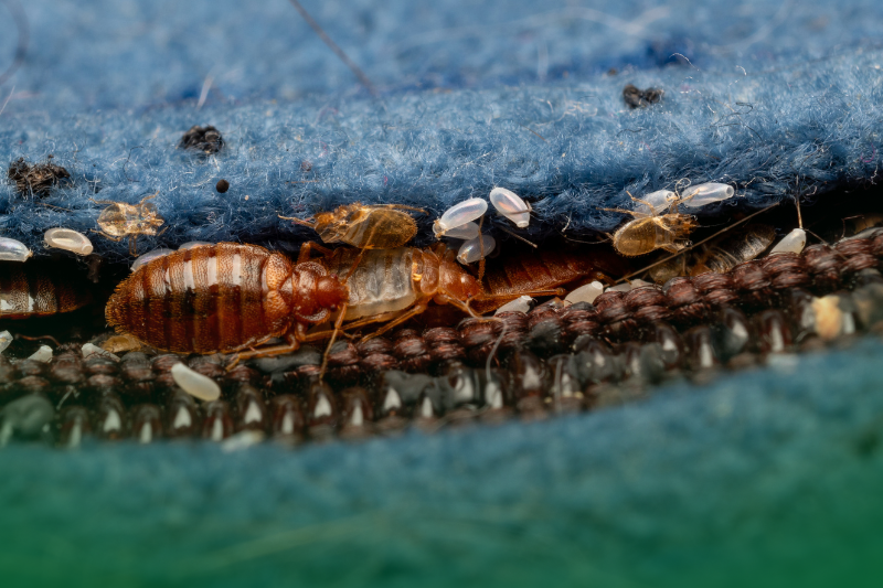bed bugs
