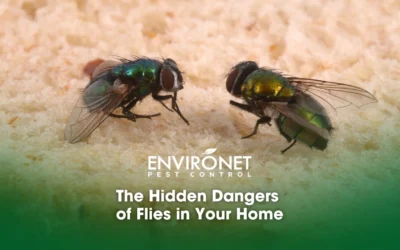 The Hidden Dangers of Flies in Your Home