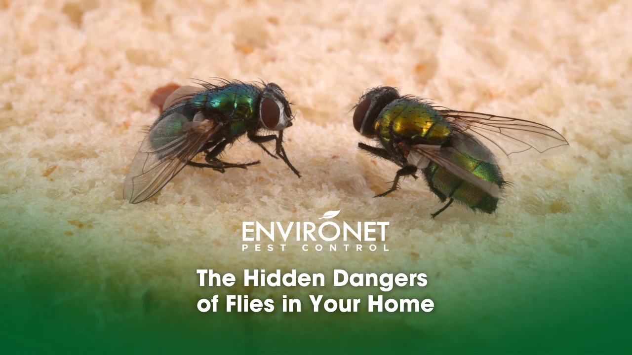 The Hidden Dangers of Flies in Your Home 2 flies on a piece of bread