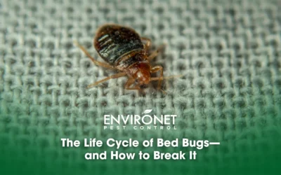 The Life Cycle of Bed Bugs—and How to Break It