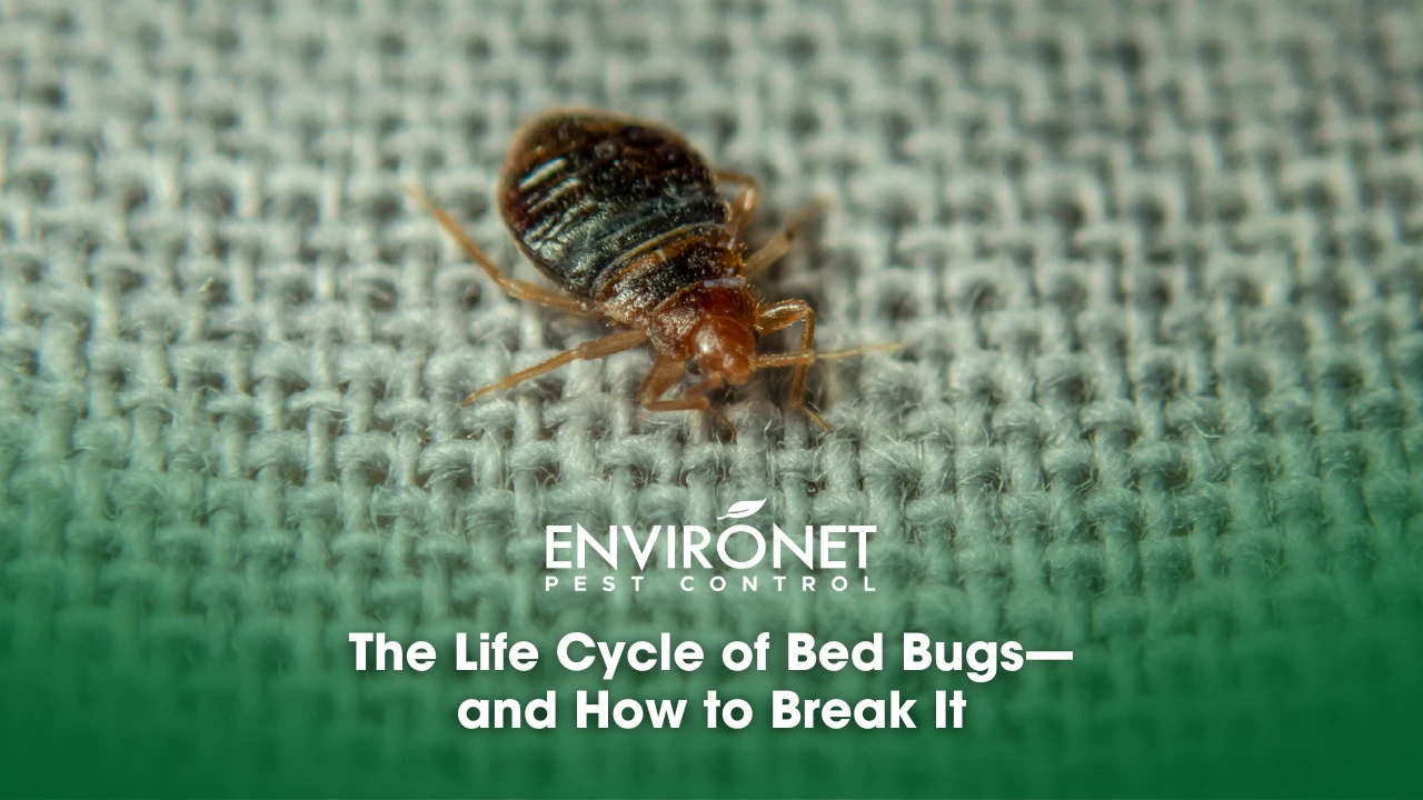 a bed bug on a bed