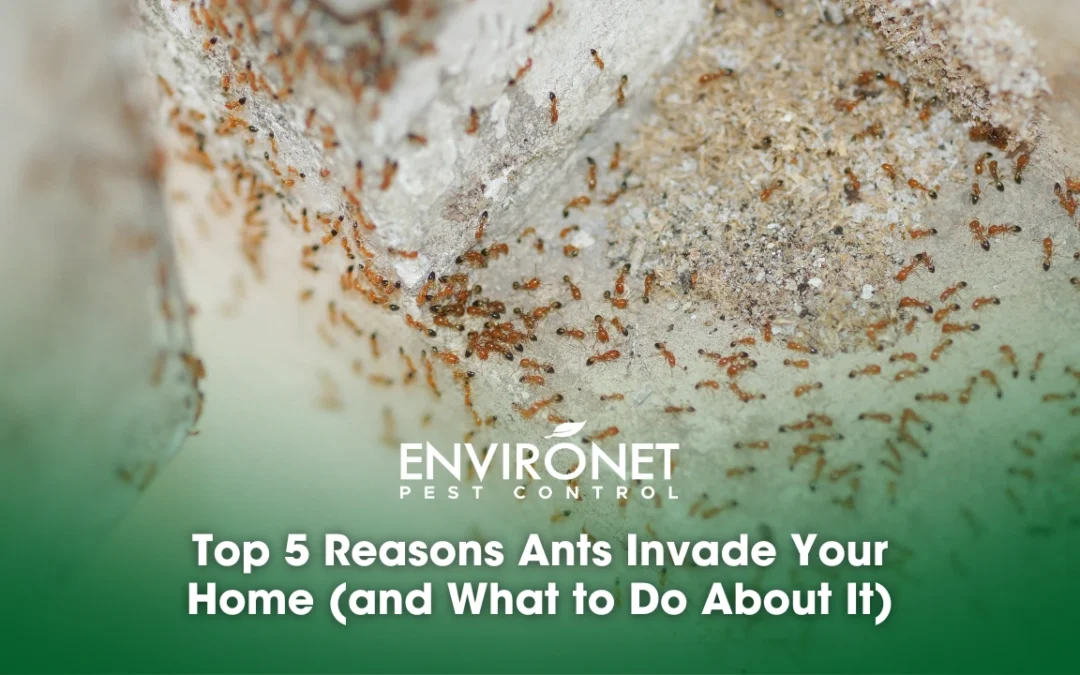 Top 5 Reasons Ants Invade Your Home (and What to Do About It)