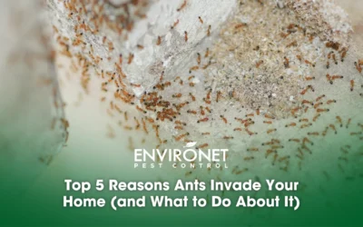 Top 5 Reasons Ants Invade Your Home (and What to Do About It)