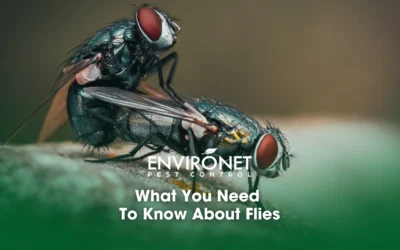 What You Need to Know About Flies