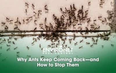 Why Ants Keep Coming Back—and How to Stop Them