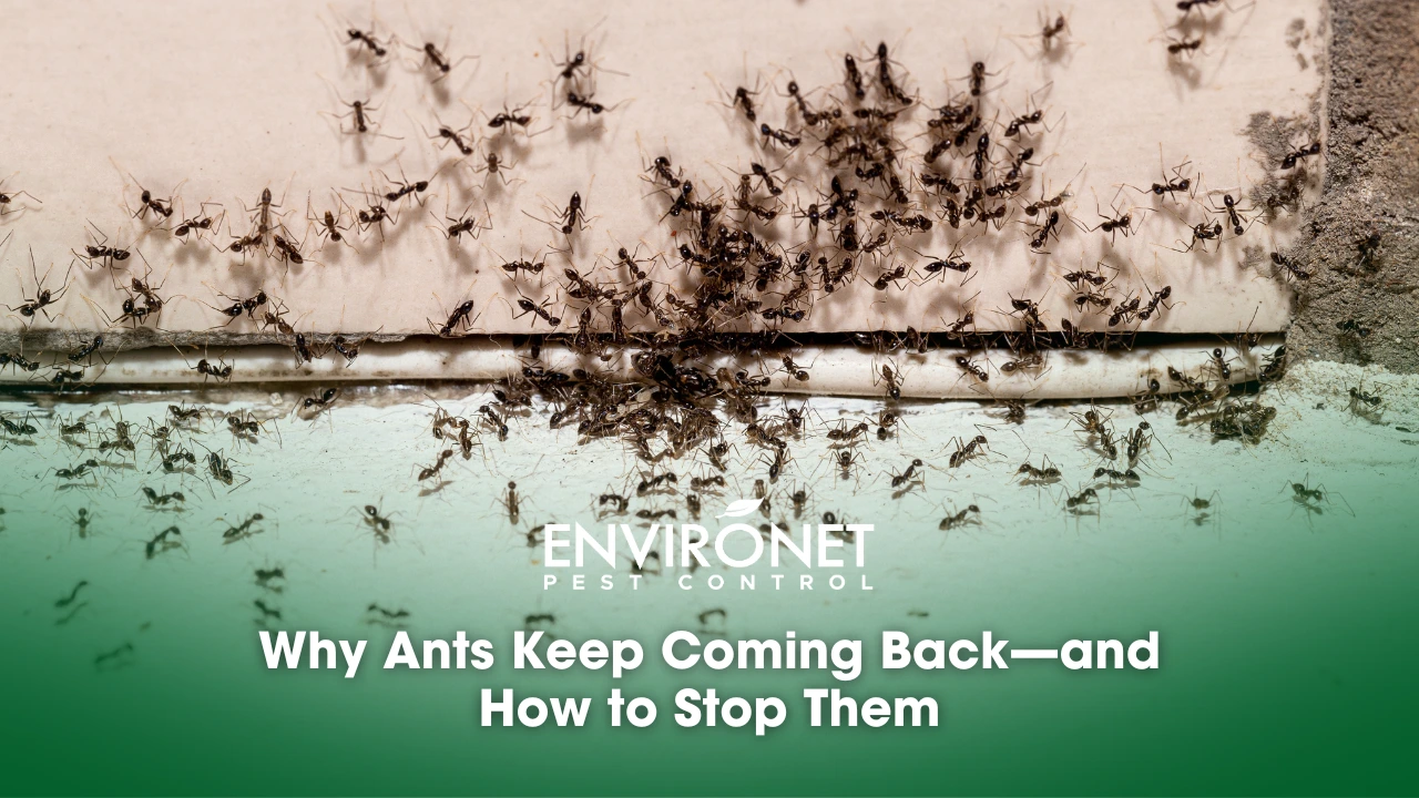 Ant infestation