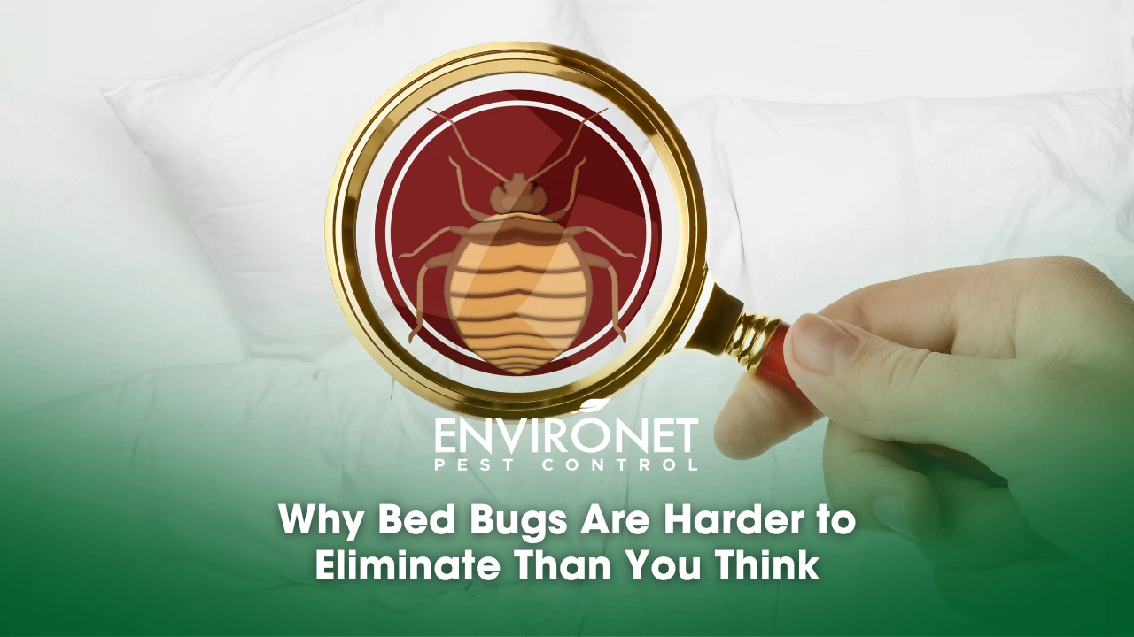 a bed bug