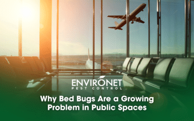 Why Bed Bugs Are a Growing Problem in Public Spaces