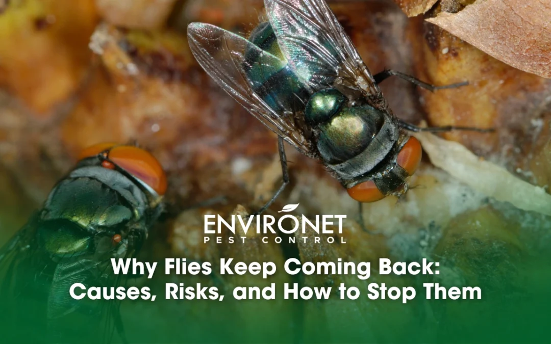 Why Flies Keep Coming Back: Causes, Risks, and How to Stop Them