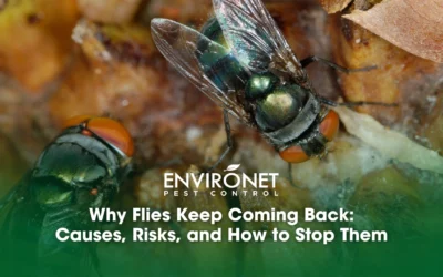 Why Flies Keep Coming Back: Causes, Risks, and How to Stop Them