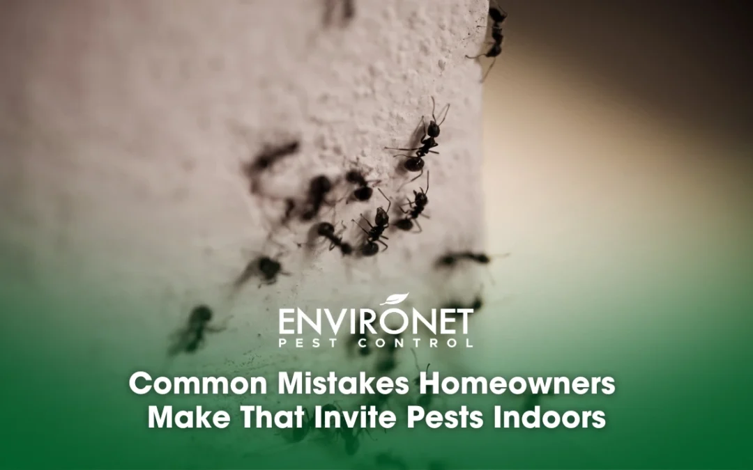 Common Mistakes Homeowners Make That Invite Pests Indoors