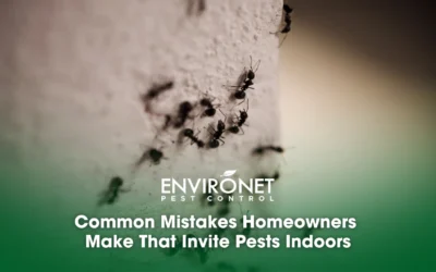Common Mistakes Homeowners Make That Invite Pests Indoors