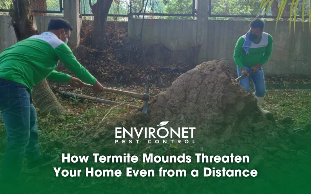 How Termite Mounds Threaten Your Home Even from a Distance