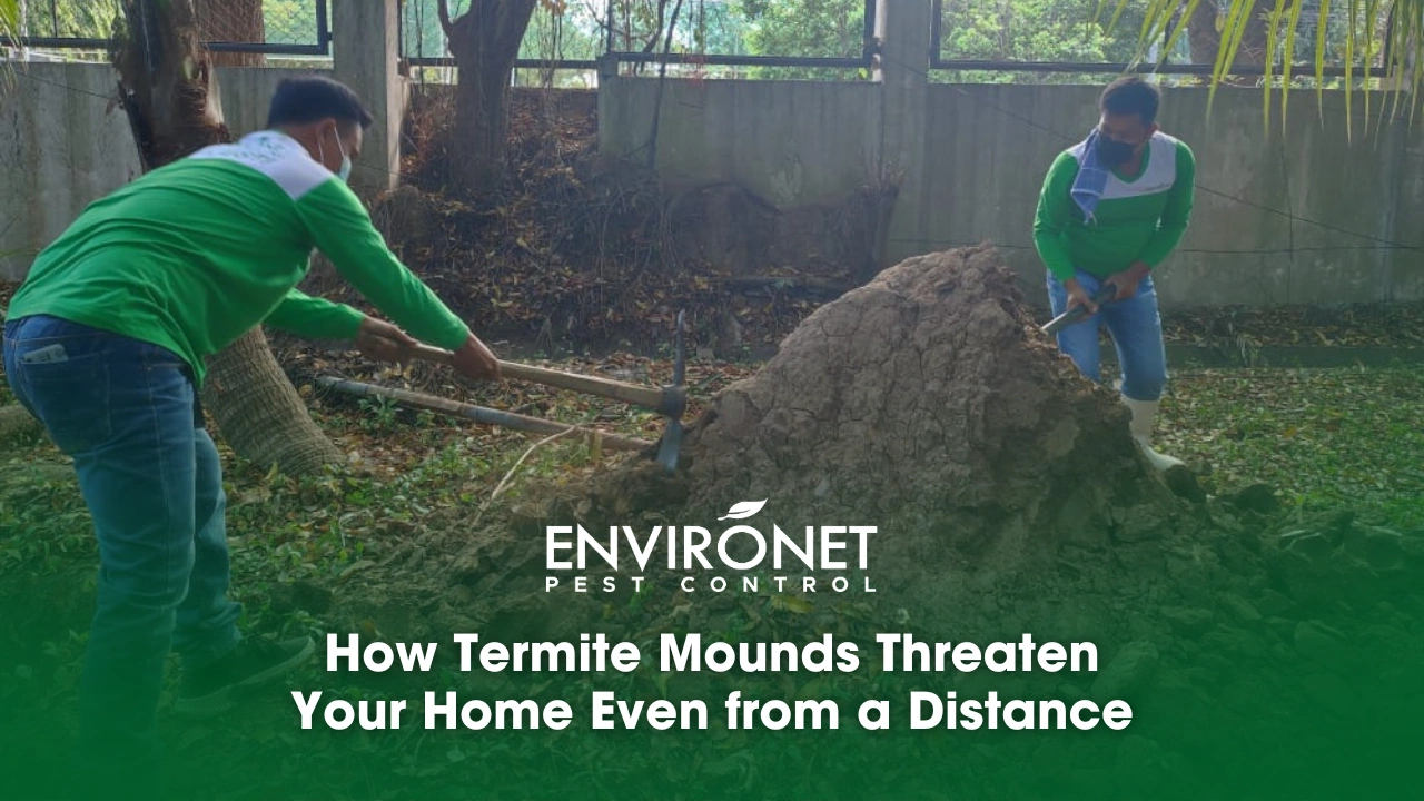 2 technicians removing termite mounds