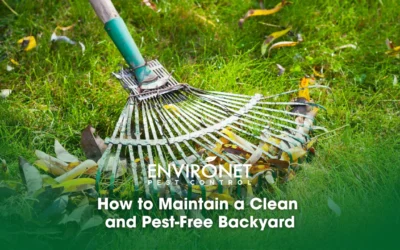 How to Maintain a Clean and Pest-Free Backyard