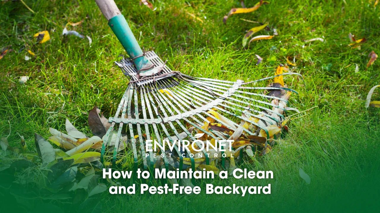 Cleaning and sweeping leaves from the backyard