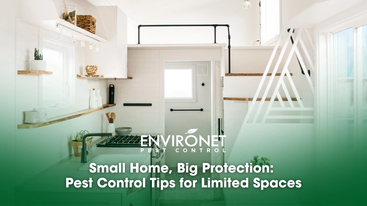 a clean, safe, and tiny house