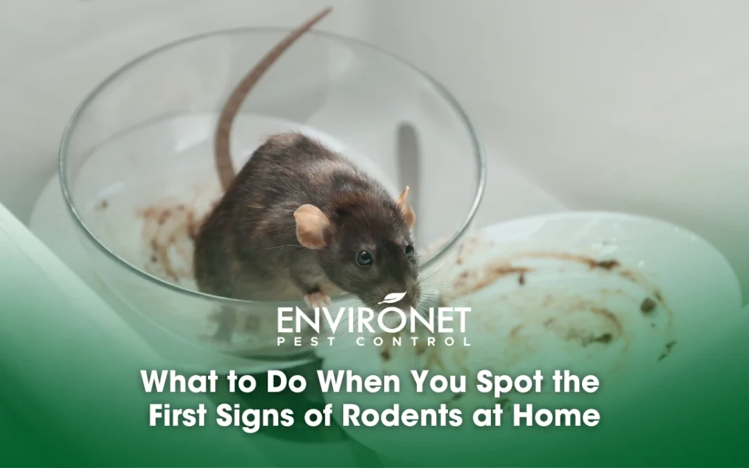 What to Do When You Spot the First Signs of Rodents at Home