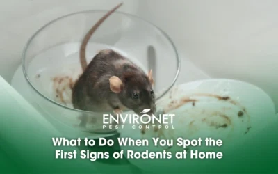 What to Do When You Spot the First Signs of Rodents at Home