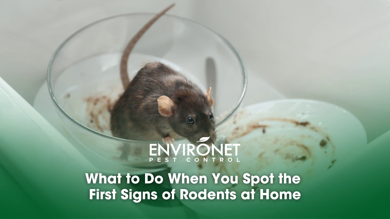 after every typhoon can lead to pest infestation