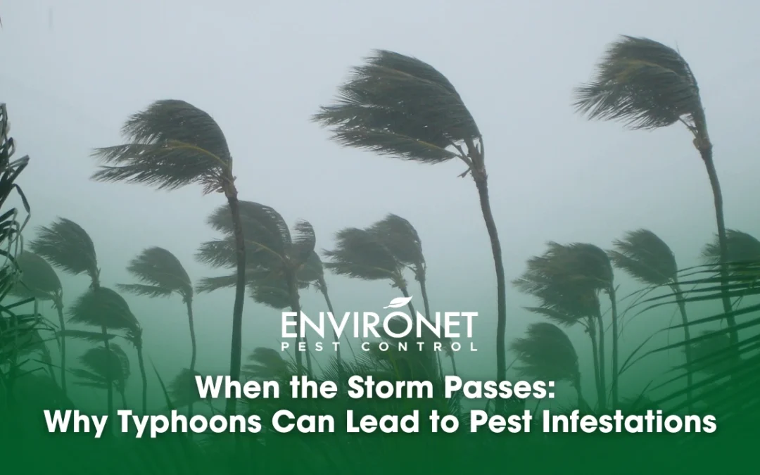 When the Storm Passes: Why Typhoons Can Lead to Pest Infestations