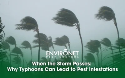 When the Storm Passes: Why Typhoons Can Lead to Pest Infestations