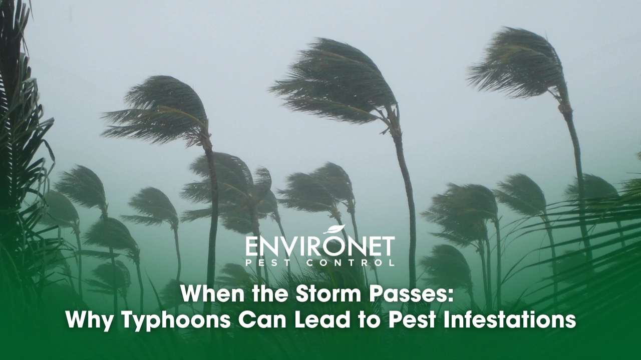 after every typhoon can lead to pest infestation