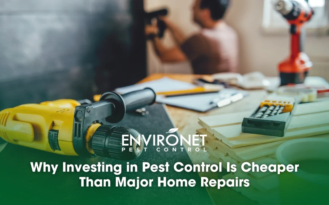 Why Investing in Pest Control Is Cheaper Than Major Home Repairs