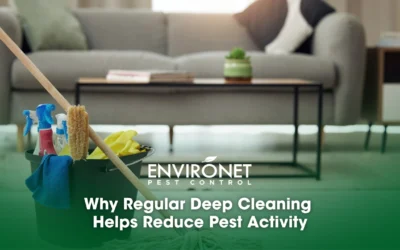 Why Regular Deep Cleaning Helps Reduce Pest Activity