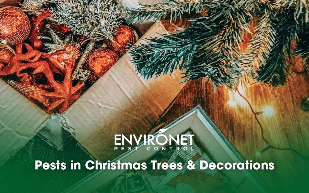 Pests in Christmas Trees & Decorations