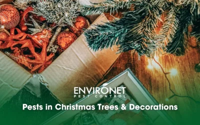 Pests in Christmas Trees & Decorations