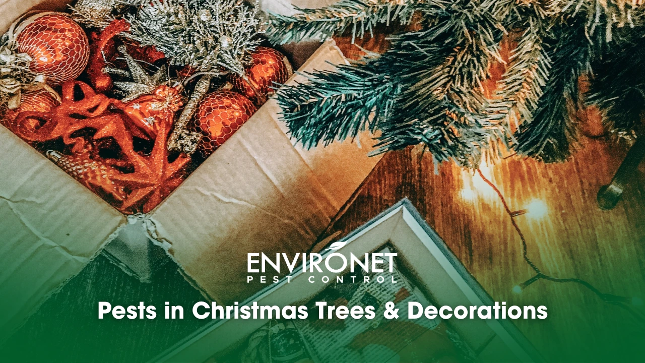 Christmas decor boxes